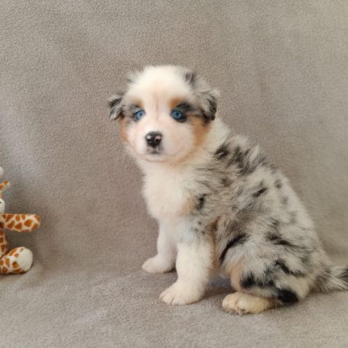 Chiots berger australien lof #1