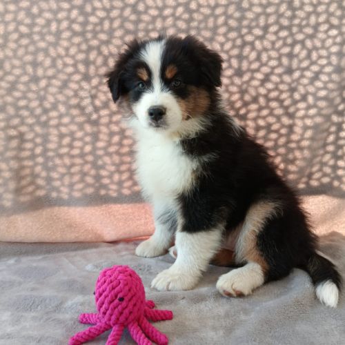 Chiots berger australien lof