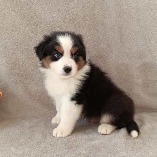 Chiots berger australien lof #2