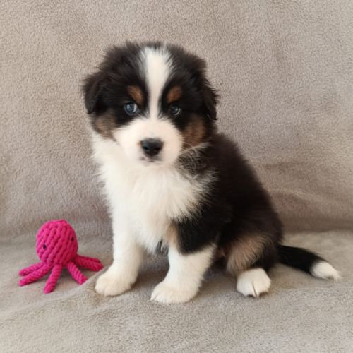 Chiots berger australien lof #3