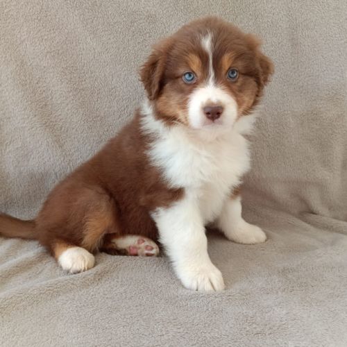 Chiots berger australien lof #4