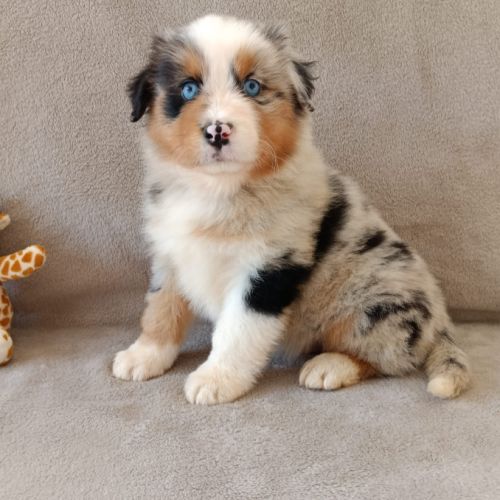 Chiots berger australien lof #5