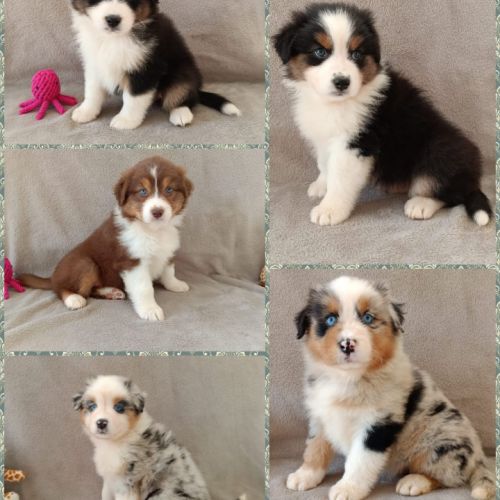 Chiots berger australien lof #0