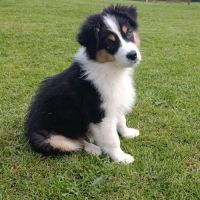 Chiot berger australien lof femelle