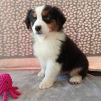 Chiots berger australien lof