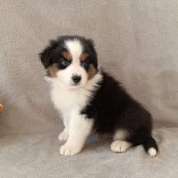 Chiots berger australien lof #2