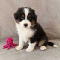 Chiots berger australien lof #3