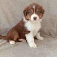 Chiots berger australien lof #4