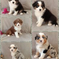 Chiots berger australien lof