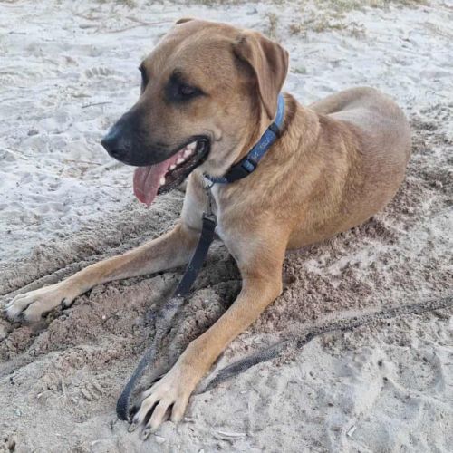 Guelia grand coeur sur pattes #4