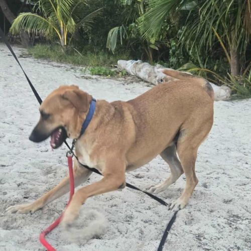 Guelia grand coeur sur pattes #7