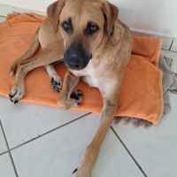 Guelia grand coeur sur pattes #1