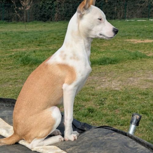 Super nova la petite étoile #2