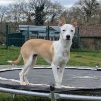 Super nova la petite étoile #3