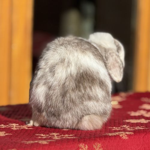 Lapin bélier nain mini lop #1
