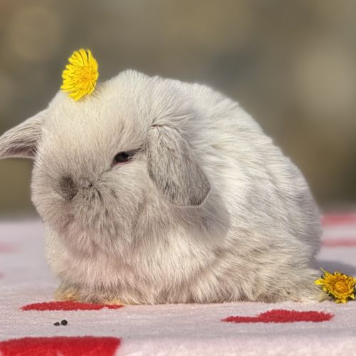Lapin bélier nain mini lop #4