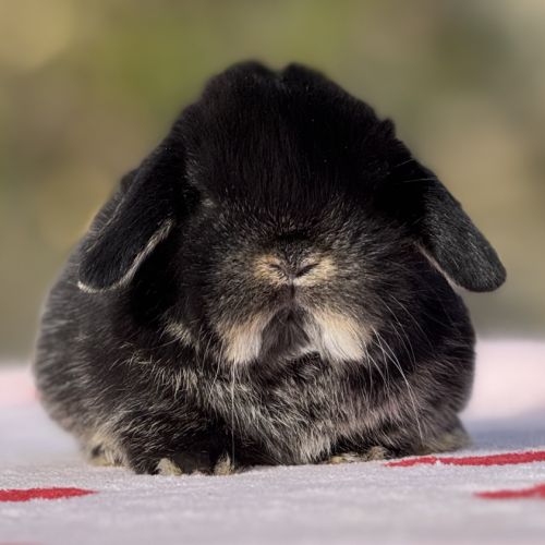 Lapin bélier nain mini lop #0