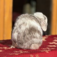 Lapin bélier nain mini lop #1