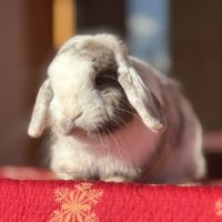 Lapin bélier nain mini lop #2