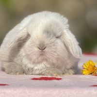 Lapin bélier nain mini lop #3