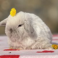 Lapin bélier nain mini lop #4