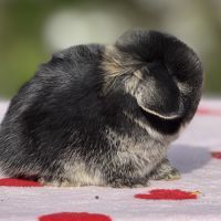 Lapin bélier nain mini lop #5