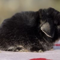 Lapin bélier nain mini lop #6