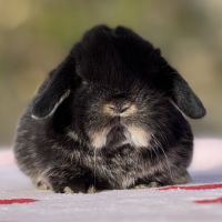 Lapin bélier nain mini lop