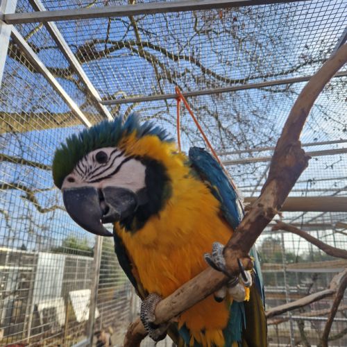 Ara ararauna femelle epp #1