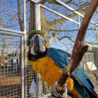 Ara ararauna femelle epp #2