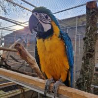 Ara ararauna femelle epp