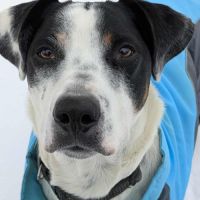 Vador l'adorable petit guerrier tripatte #4