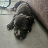 Snoopy l'heureux petit cane corso #7