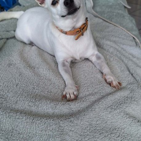 Poupi petite chihuahua pleine d'amour #9