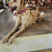 Suzie la belle et douce louloute #4