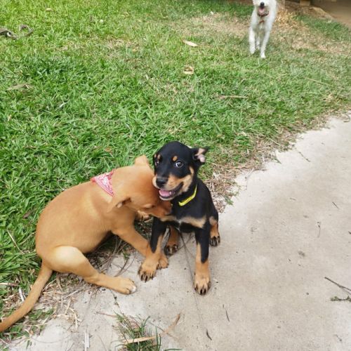 Barça la petite boule de tendresse #2