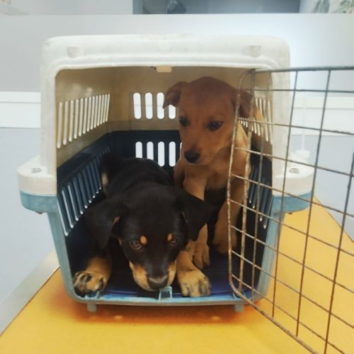 Barça la petite boule de tendresse #3