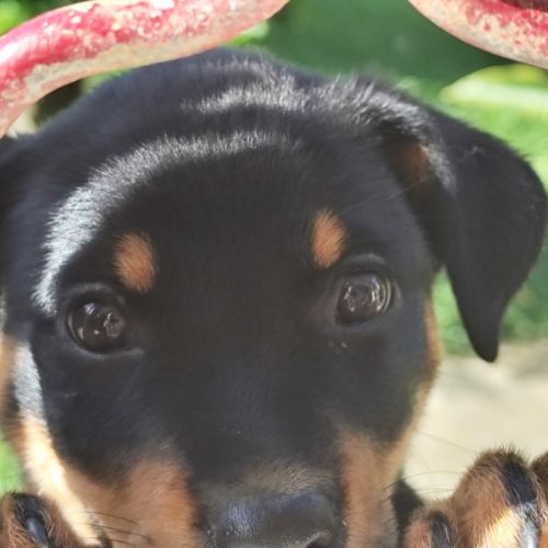 Barça la petite boule de tendresse #4