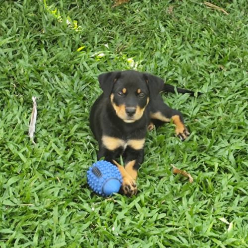 Barça la petite boule de tendresse #5