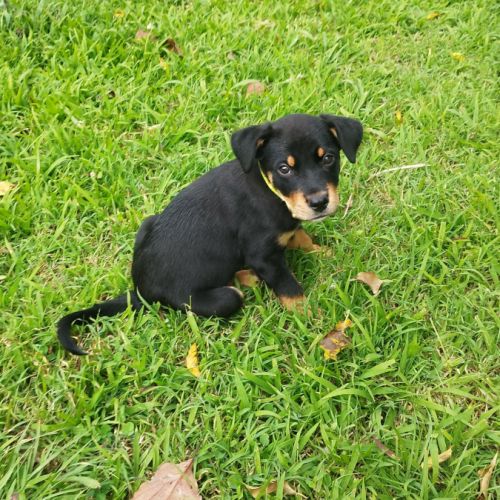 Barça la petite boule de tendresse #7