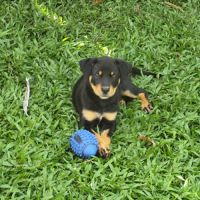 Barça la petite boule de tendresse #5