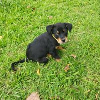 Barça la petite boule de tendresse #7