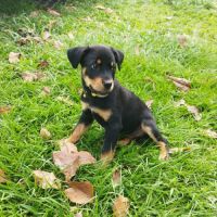 Barça la petite boule de tendresse #8