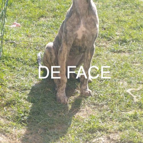 Igor chiot galgo bringé #1