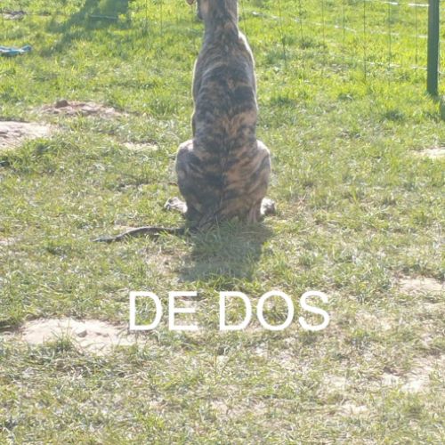 Igor chiot galgo bringé #4