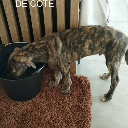 Igor chiot galgo bringé #6