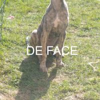 Igor chiot galgo bringé #1