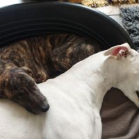 Igor chiot galgo bringé #2