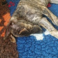 Igor chiot galgo bringé