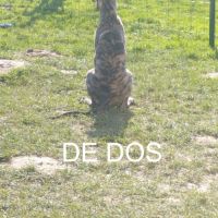 Igor chiot galgo bringé #4